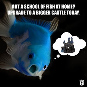 Fish Meme