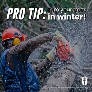 Trim Trees Blog Trim Trees Blog