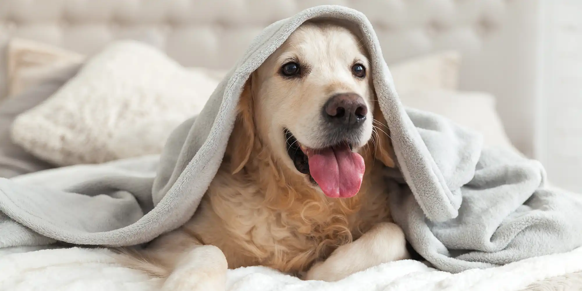 golden lab dog wrapped in light grey blanket while laying happily on bed