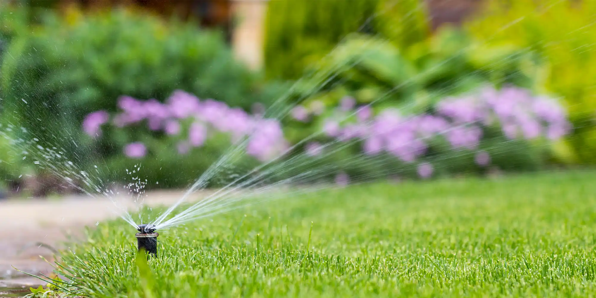 small lawn sprinkler surrounded by green grass and lavender flowers in background