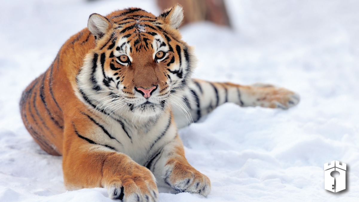 tiger in the snow