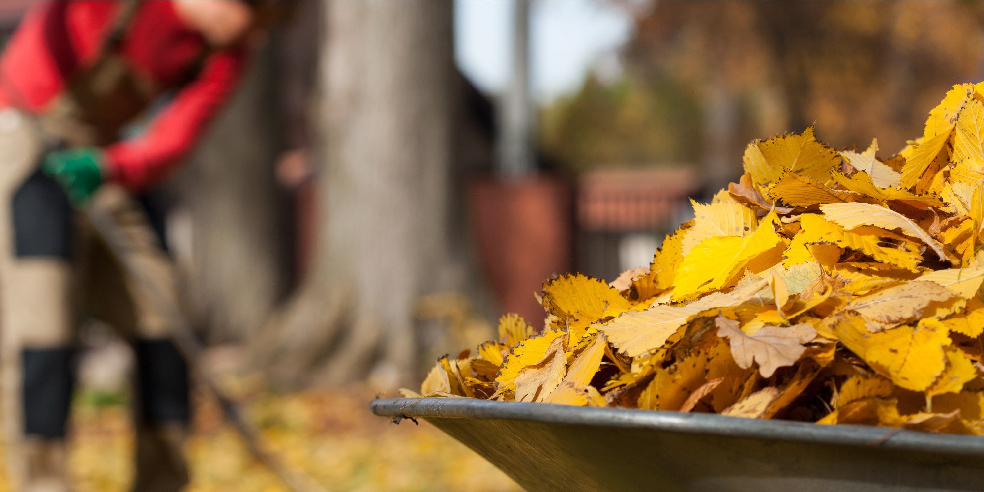 Homeowner clears leaves from yard