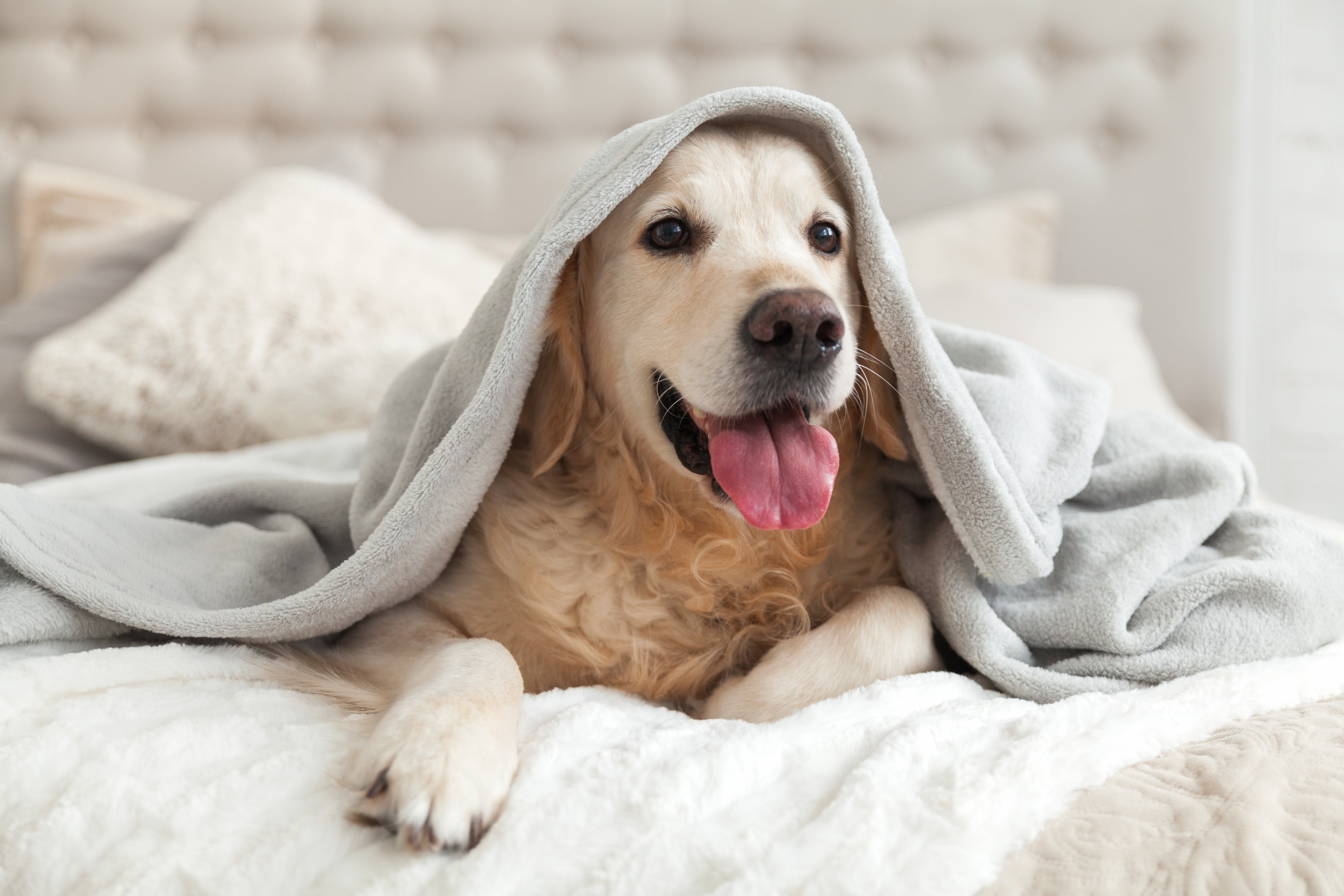 dog wrapped in blankets sits happily on bed