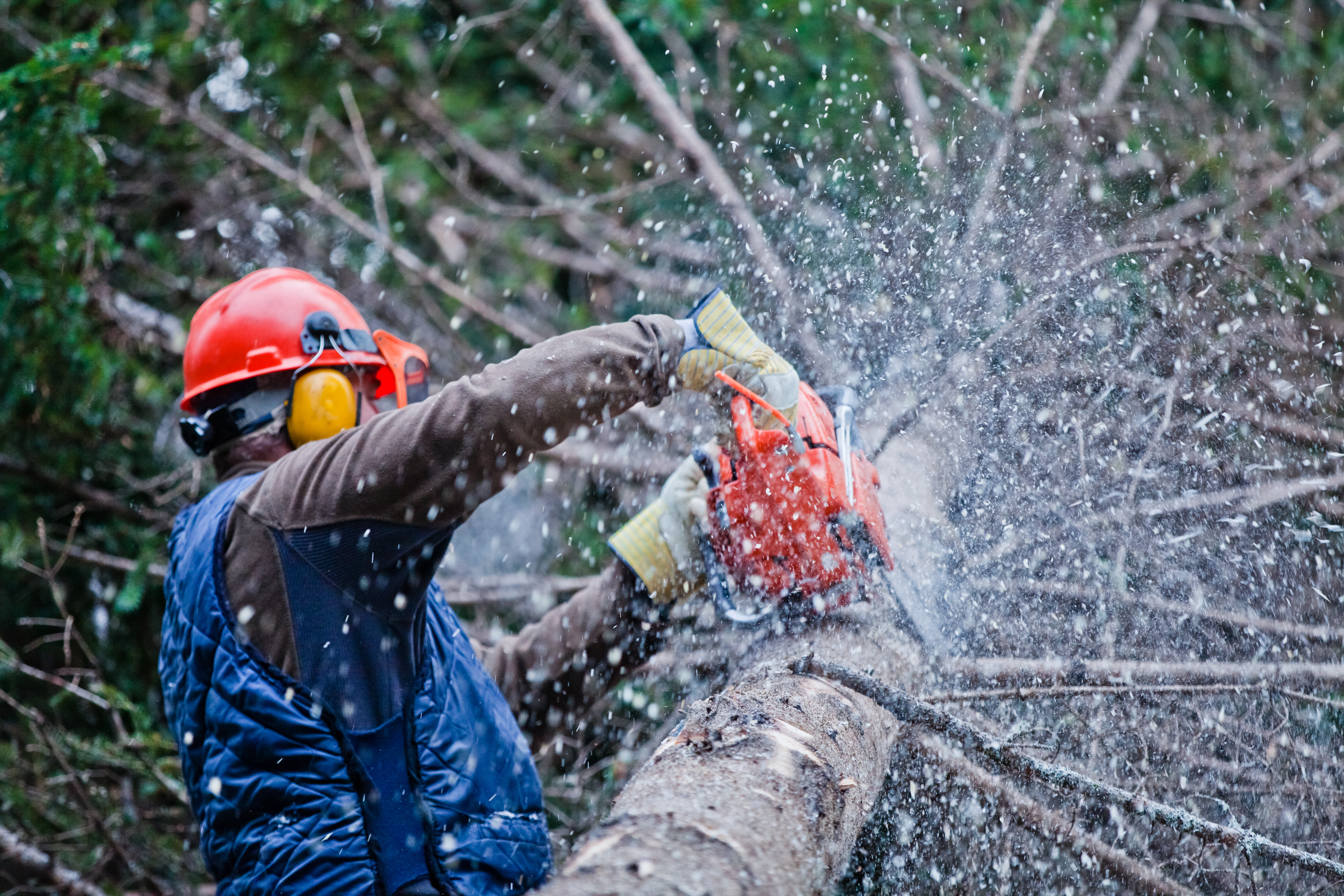 man trimming tree that has fallen down in the snow